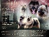  - Chiots spitz loup lof