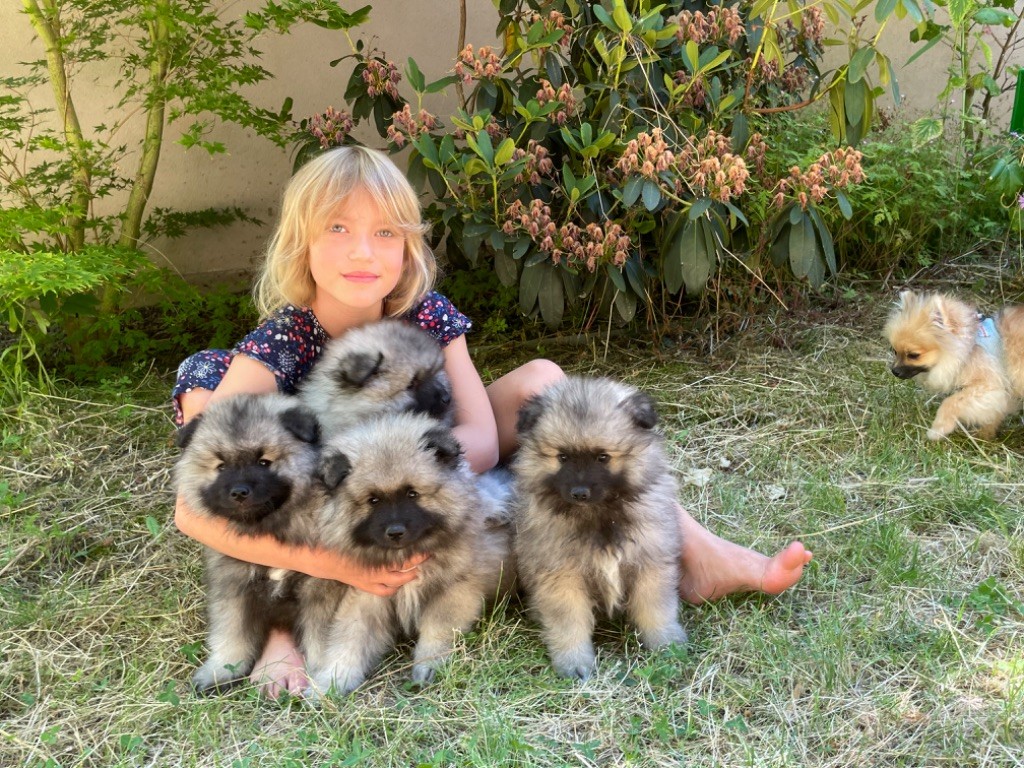 chiot Spitz allemand De La Vallée Noble