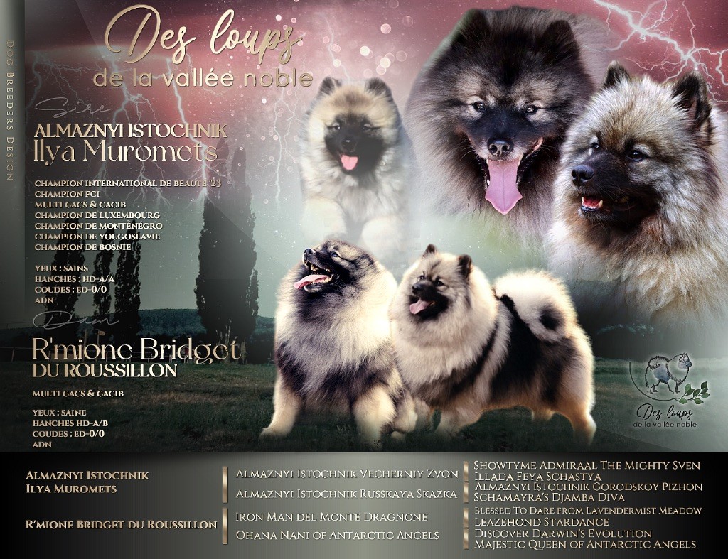 Chiots spitz loup lof