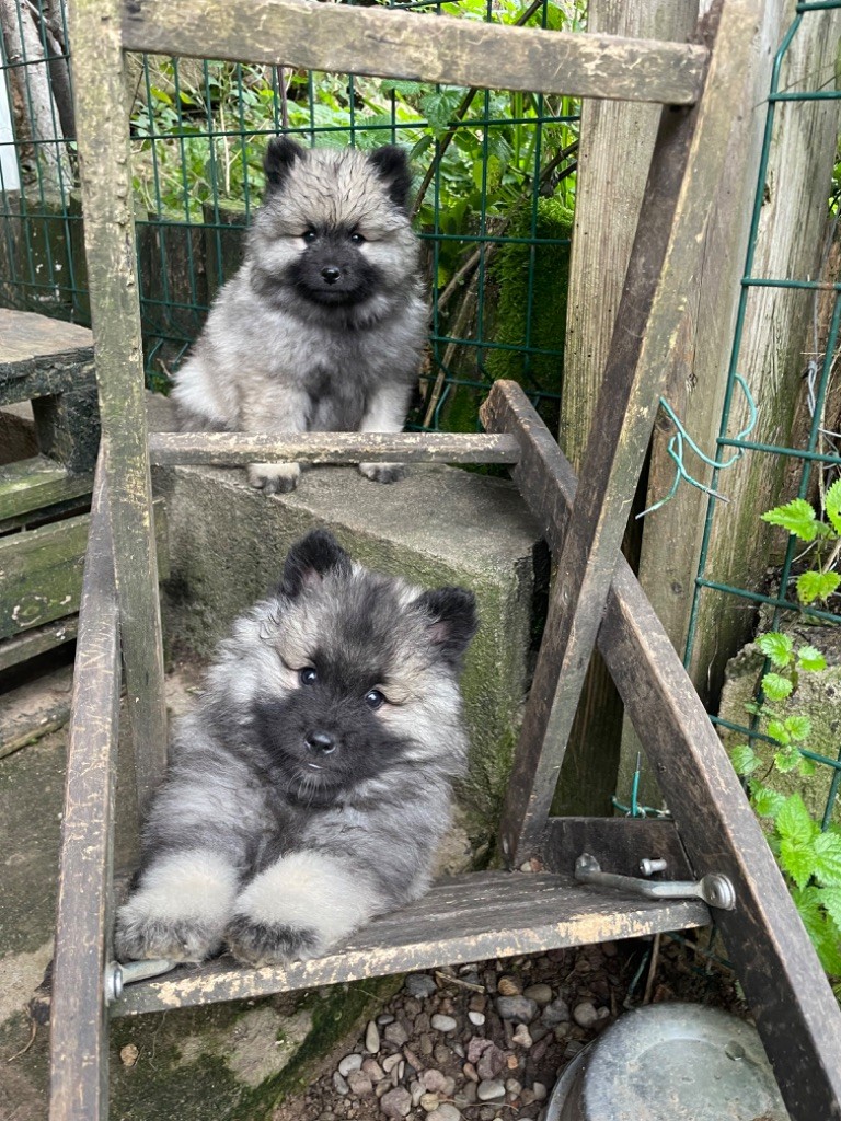 Chiots spitz loup lof 