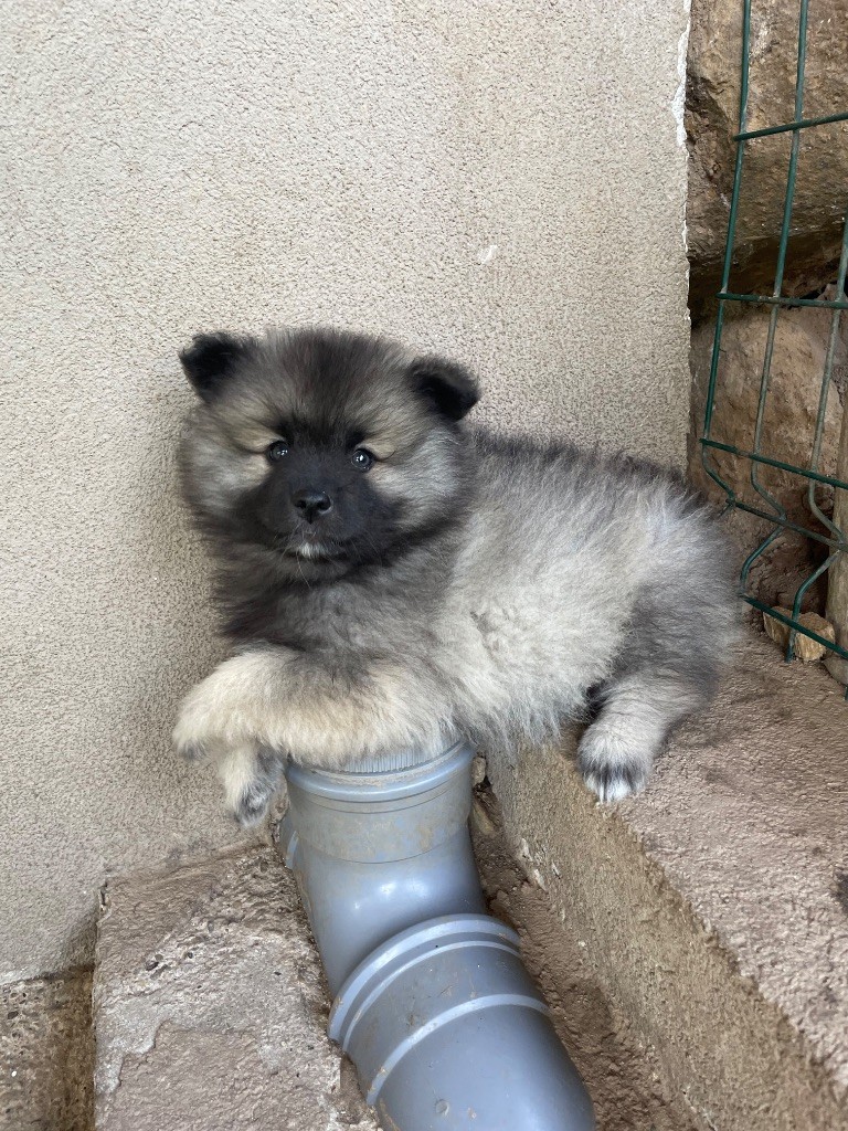 De La Vallée Noble - Chiots disponibles - Spitz allemand