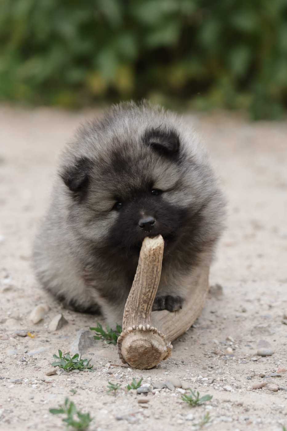 De La Vallée Noble - Chiots disponibles - Spitz allemand