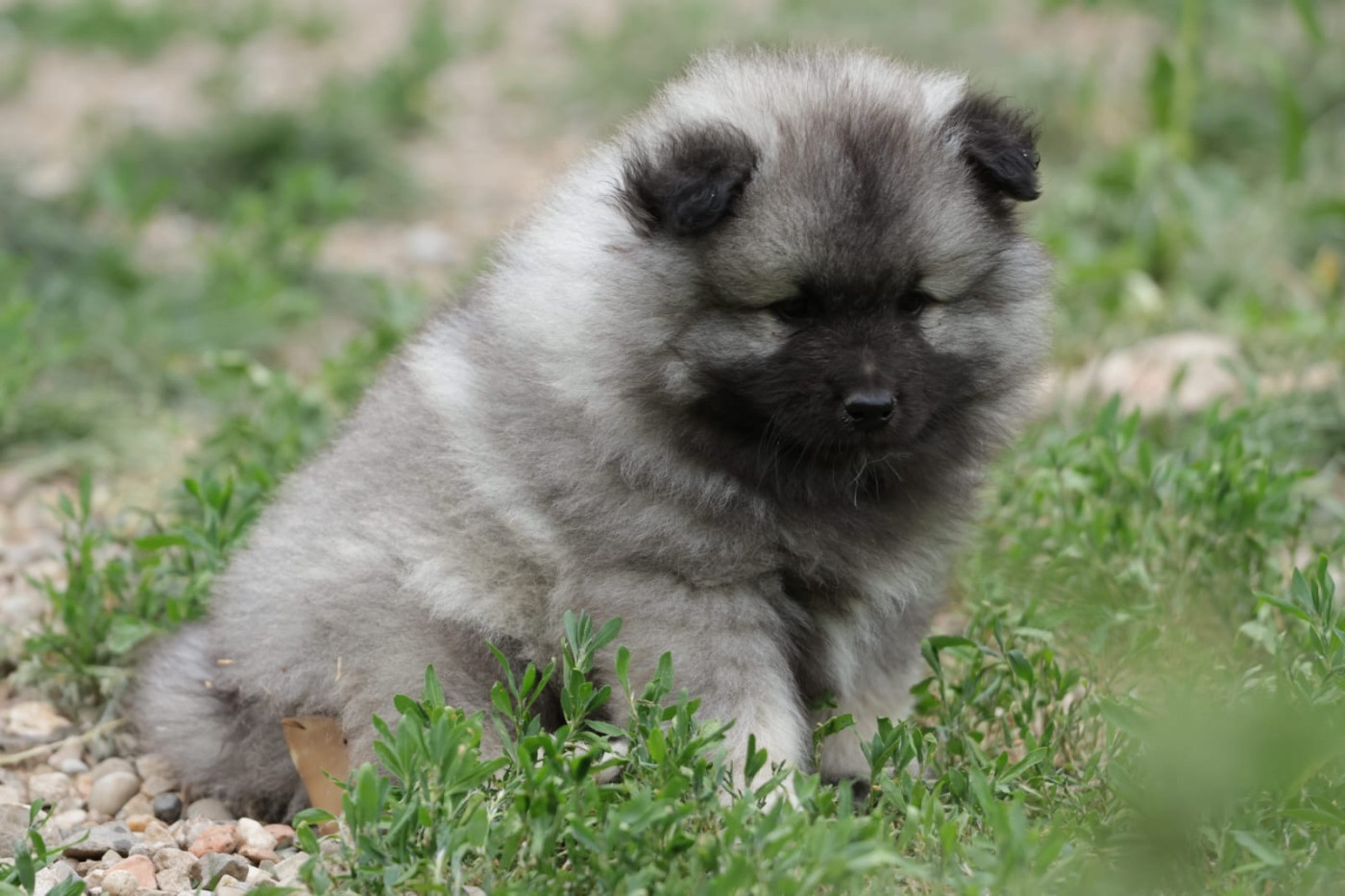 De La Vallée Noble - Chiots disponibles - Spitz allemand