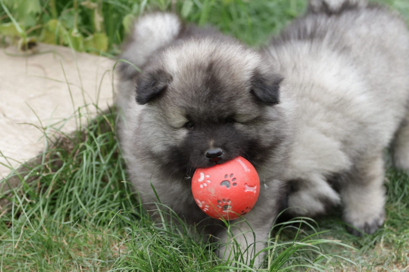 De La Vallée Noble - Chiots disponibles - Spitz allemand