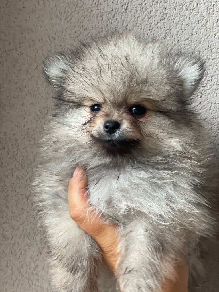 De La Vallée Noble - Chiots disponibles - Spitz allemand