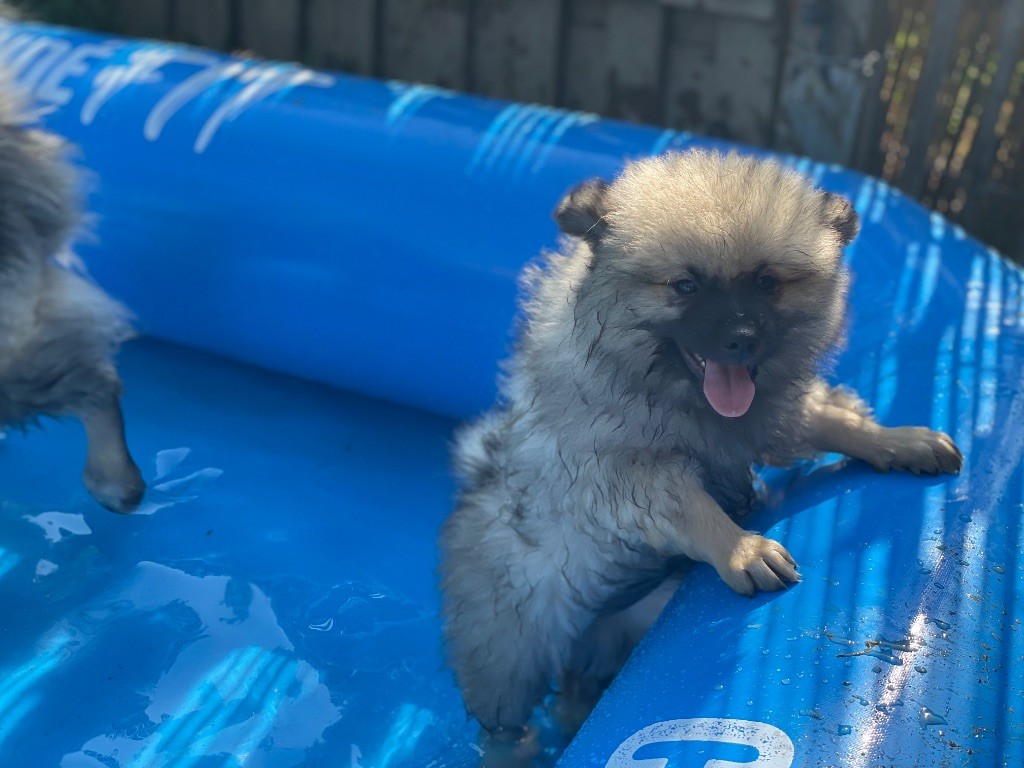 De La Vallée Noble - Chiots disponibles - Spitz allemand