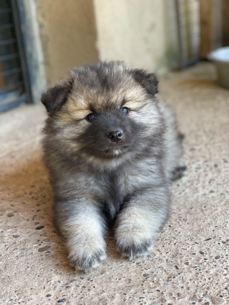 De La Vallée Noble - Chiots disponibles - Spitz allemand