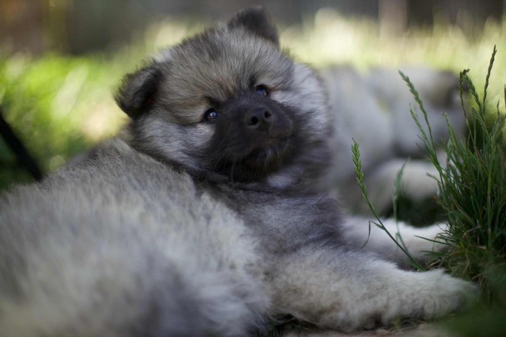 De La Vallée Noble - Chiots disponibles - Spitz allemand