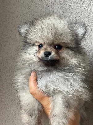 CHIOT 4