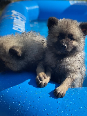 CHIOT 3