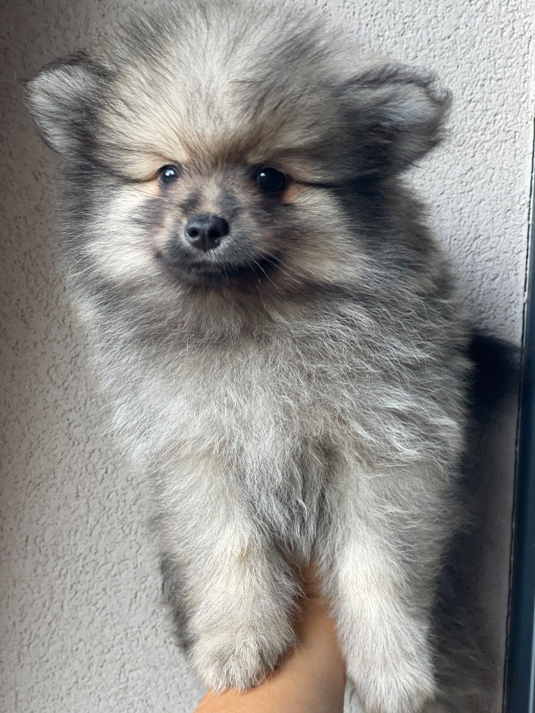 De La Vallée Noble - Chiots disponibles - Spitz allemand