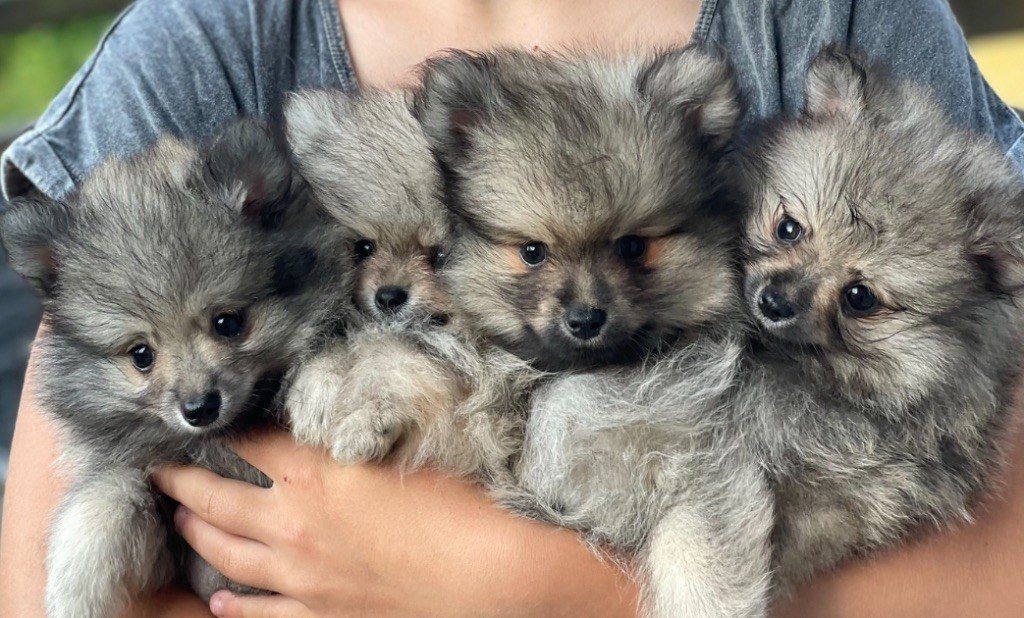 De La Vallée Noble - Chiots disponibles - Spitz allemand